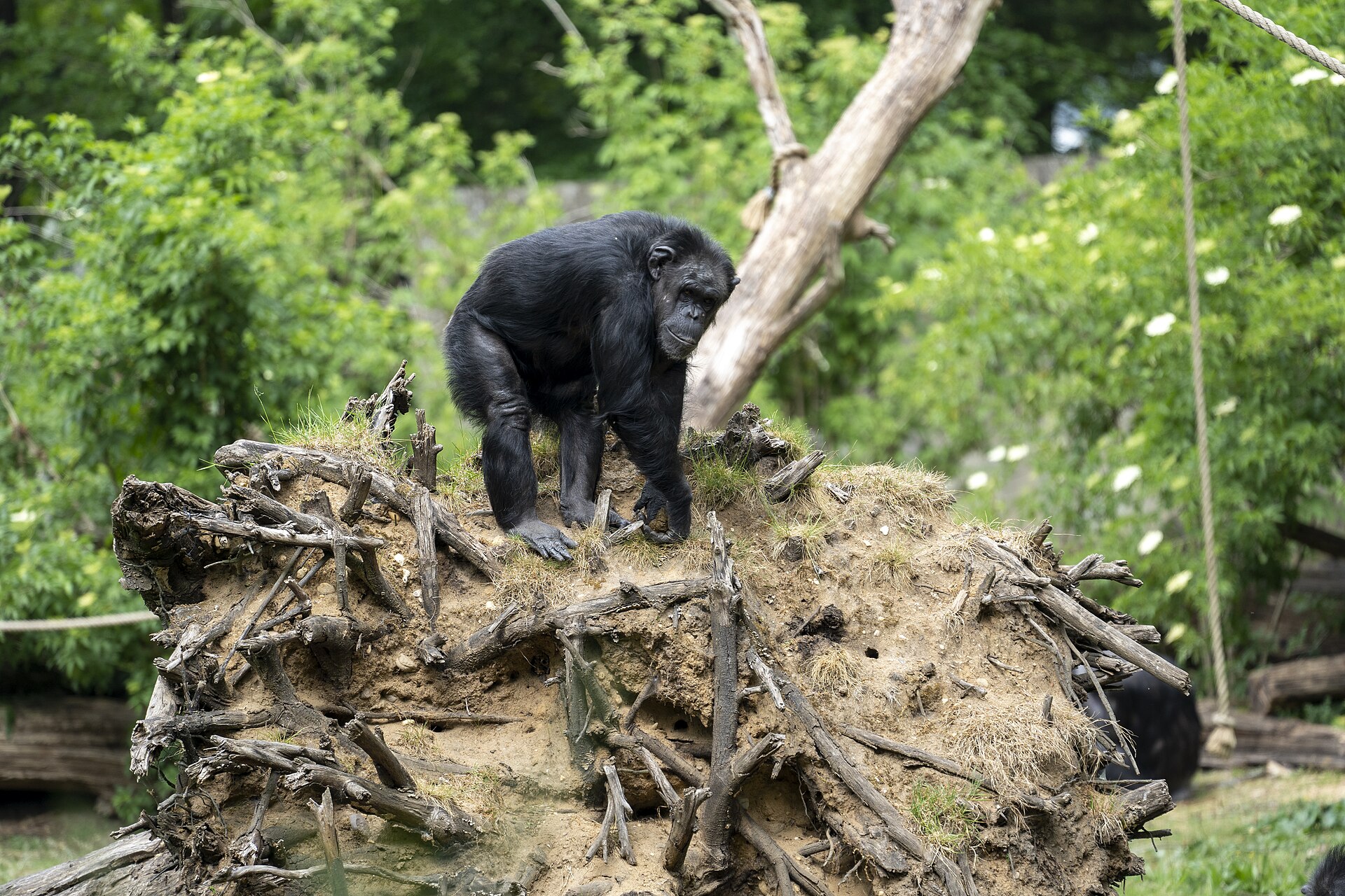 Common Chimpanzee in forest habitat