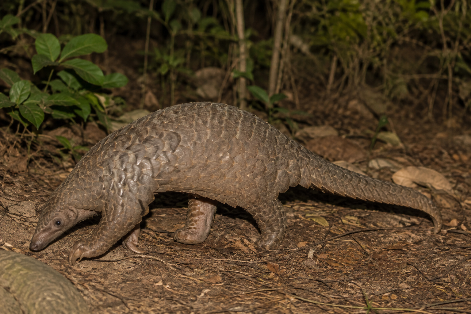 Chinese Pangolin foraging on a forest floor
