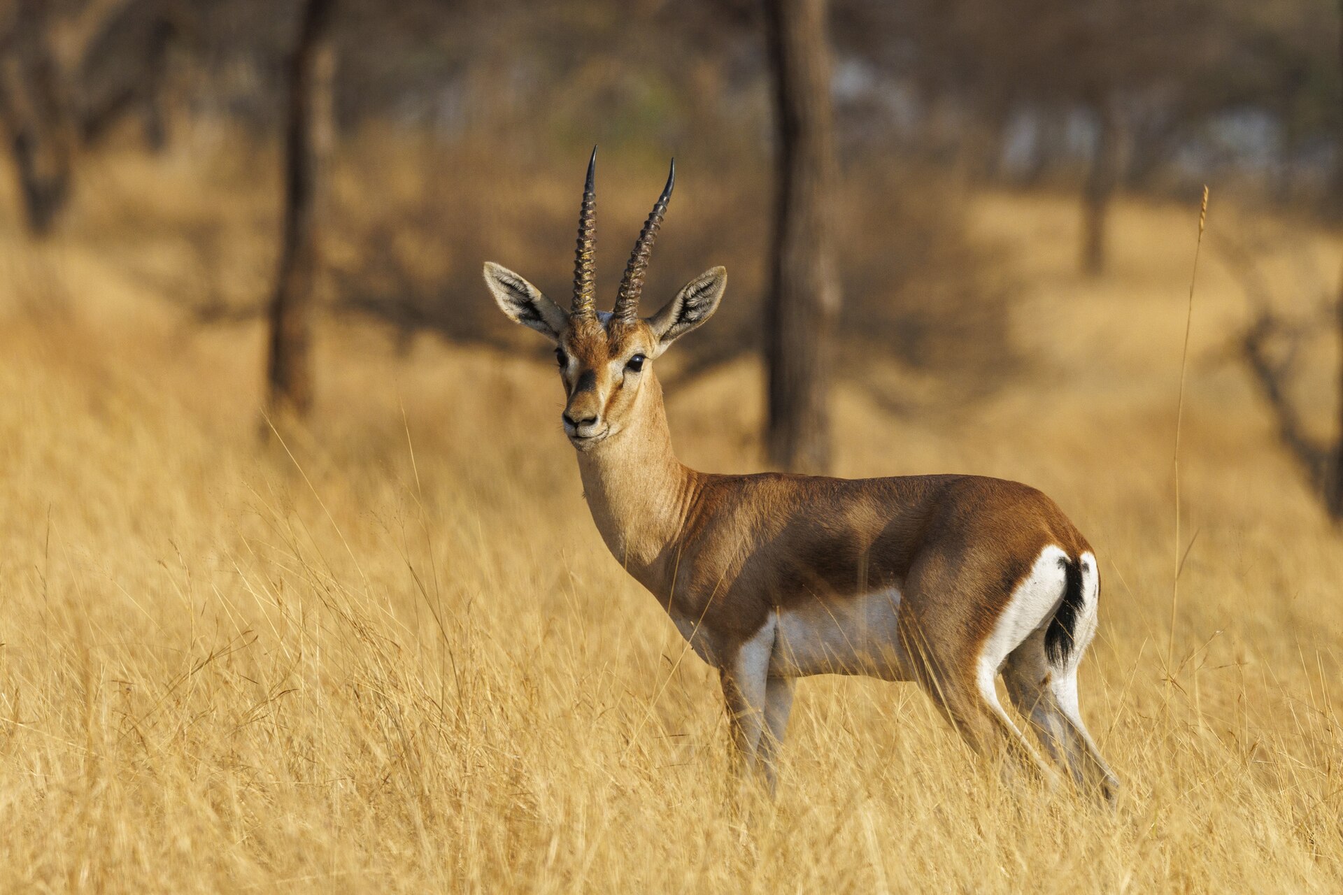 Adult Chinkara or Indian Gazelle