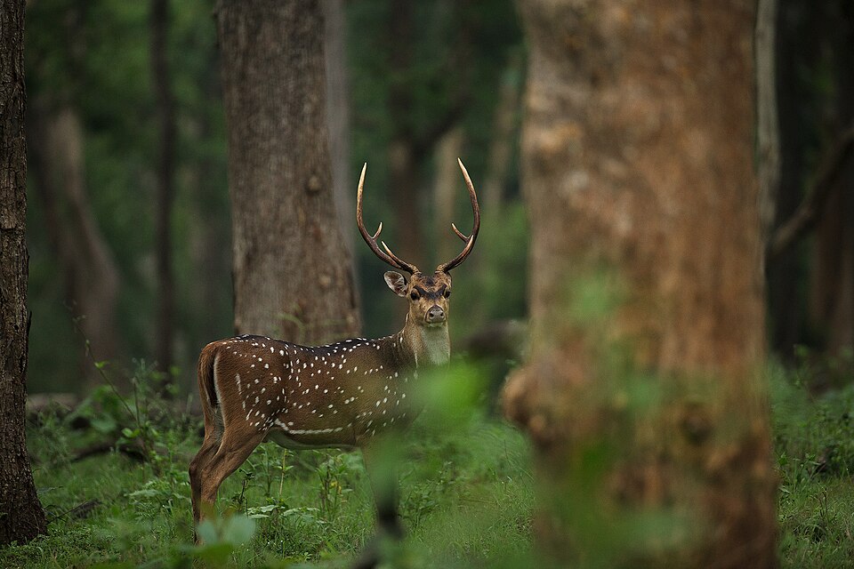 Male Chital, Axis axis
