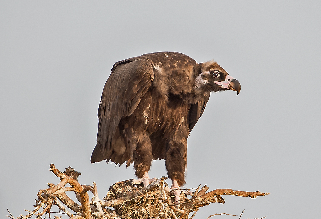 Cinereous Vulture at Jor Beer near Bikaner, Rajasthan