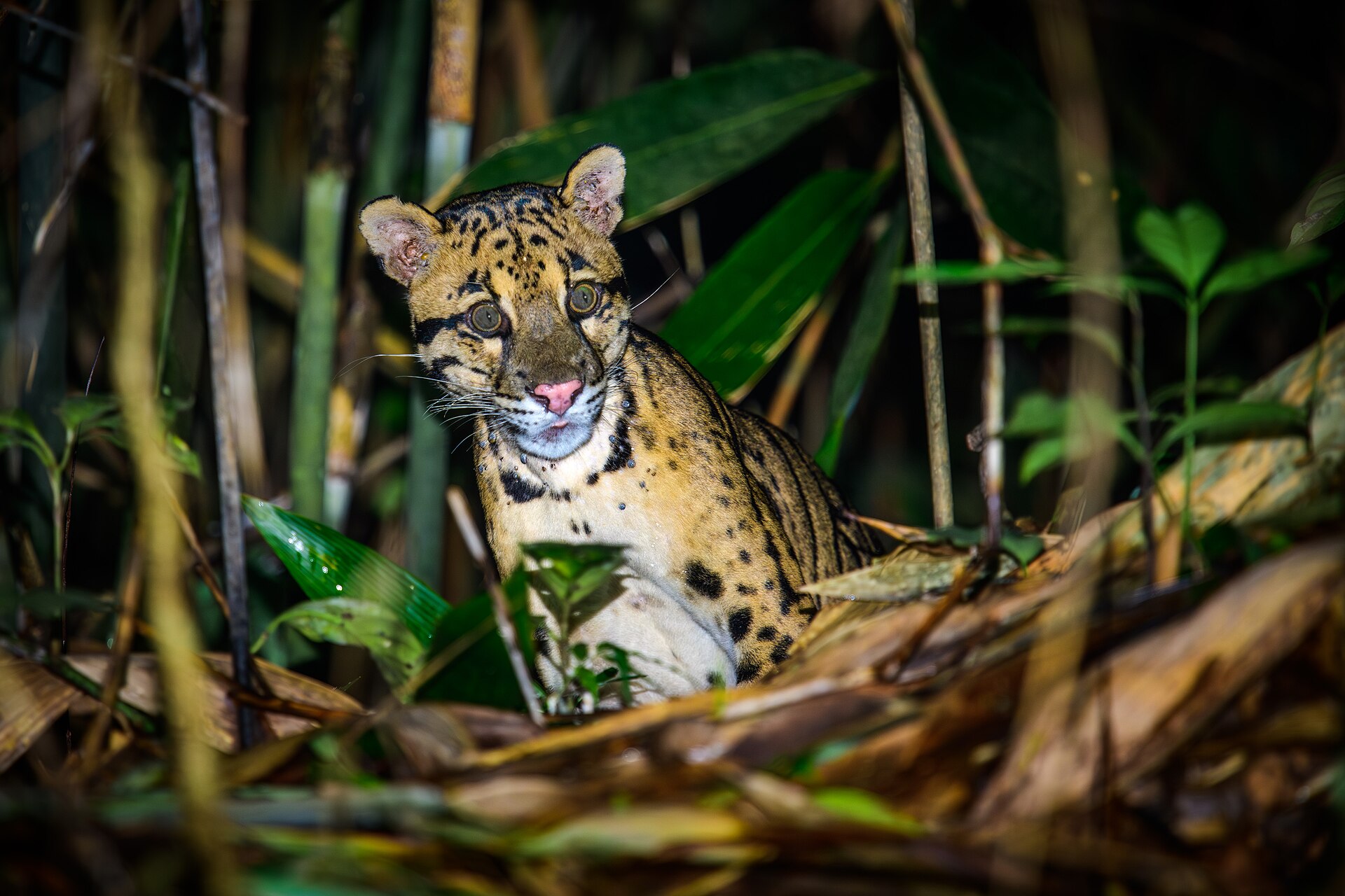 Clouded Leopard in dense forest