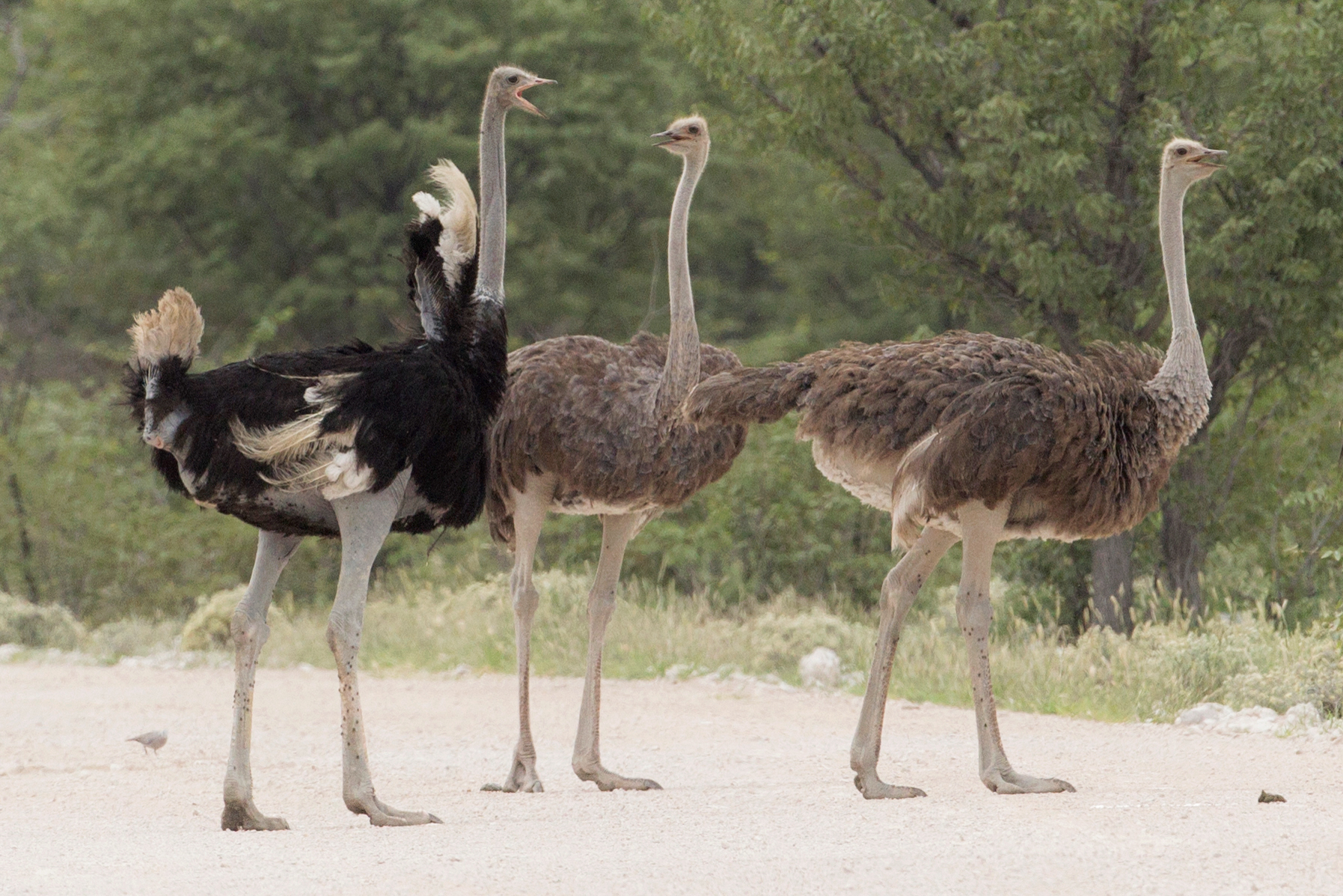 Common ostriches in natural habitat