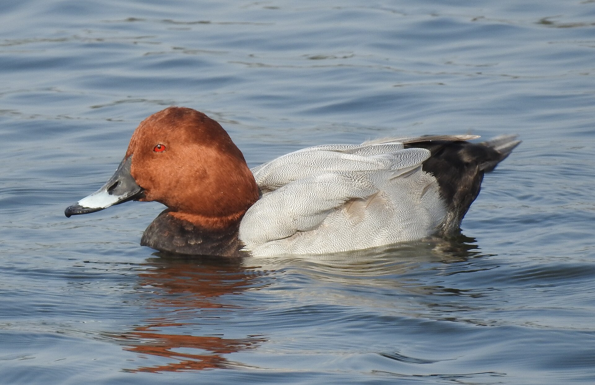 Male Common Pochard, Aythya ferina
