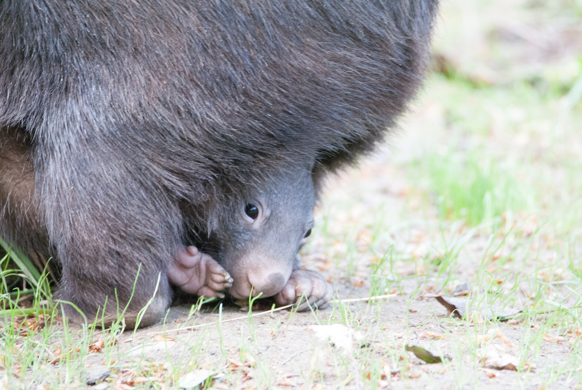 Common Wombat walking in Australian habitat