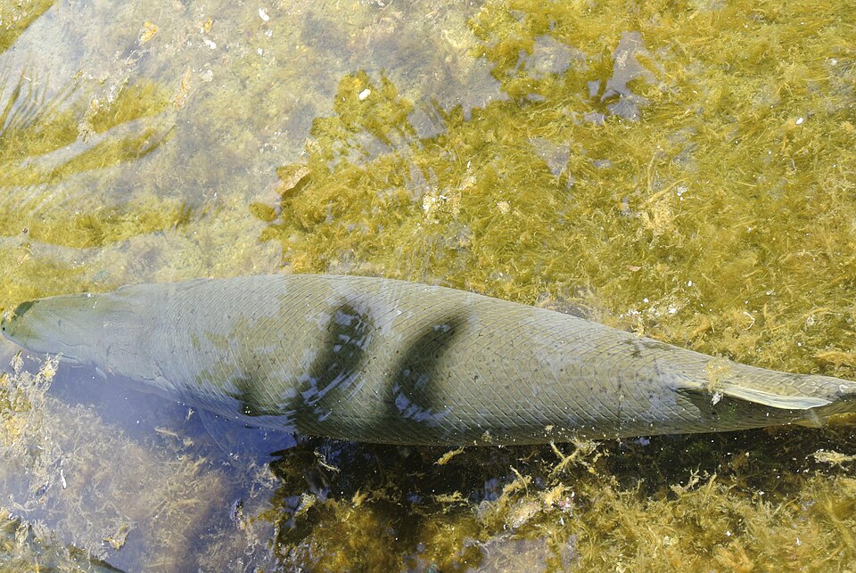 Cuban Gar, Atractosteus tristoechus