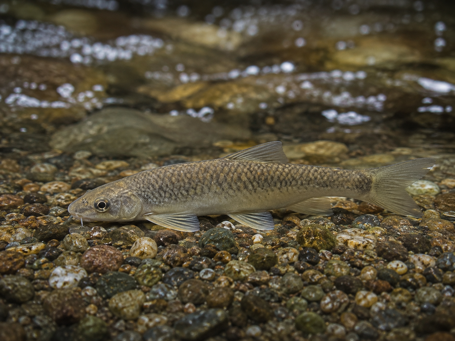 AI-generated reconstruction of Deolali Minnow, Parapsilorhynchus prateri