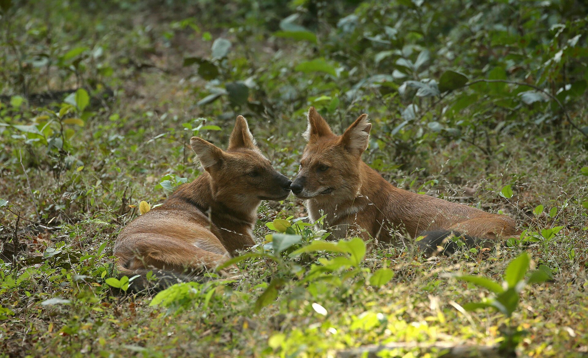 Dholes, Cuon alpinus
