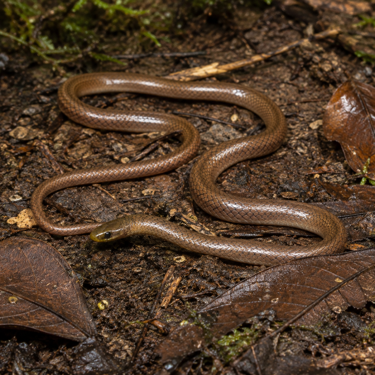 AI-generated reconstruction of DiCaprio's Himalayan Snake on a Himalayan forest floor