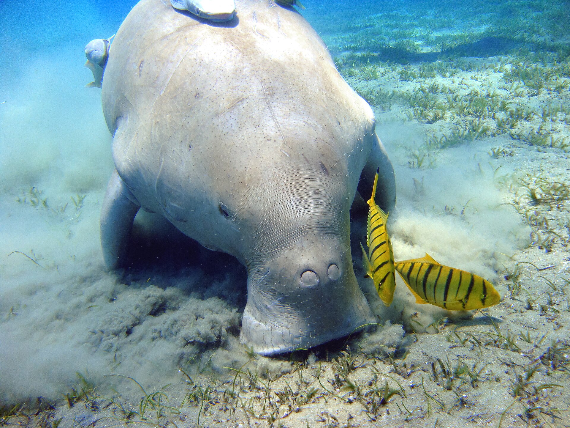 Dugong swimming above a seagrass meadow