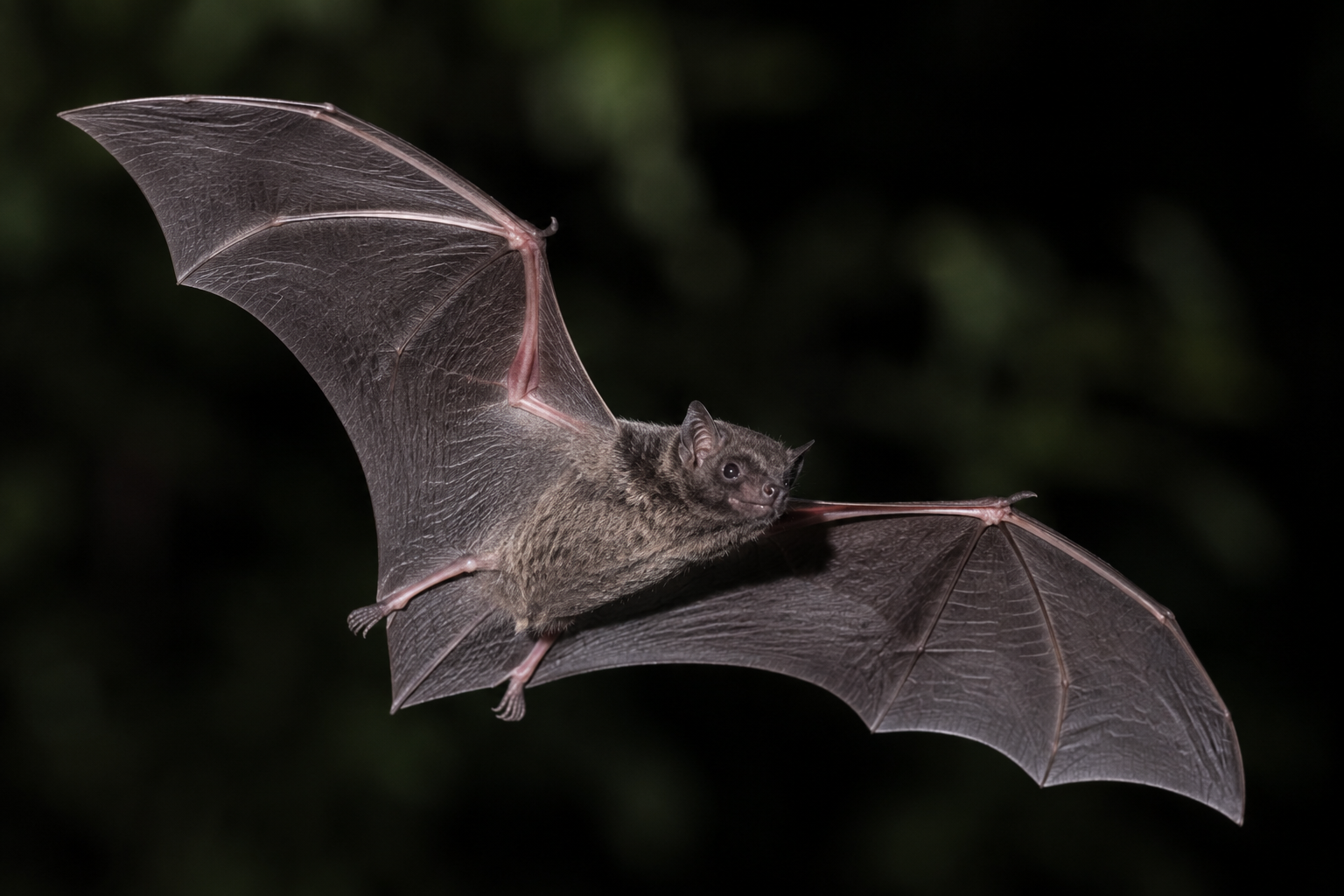 AI-generated reconstruction of East Asian Free-tailed Bat, Tadarida insignis