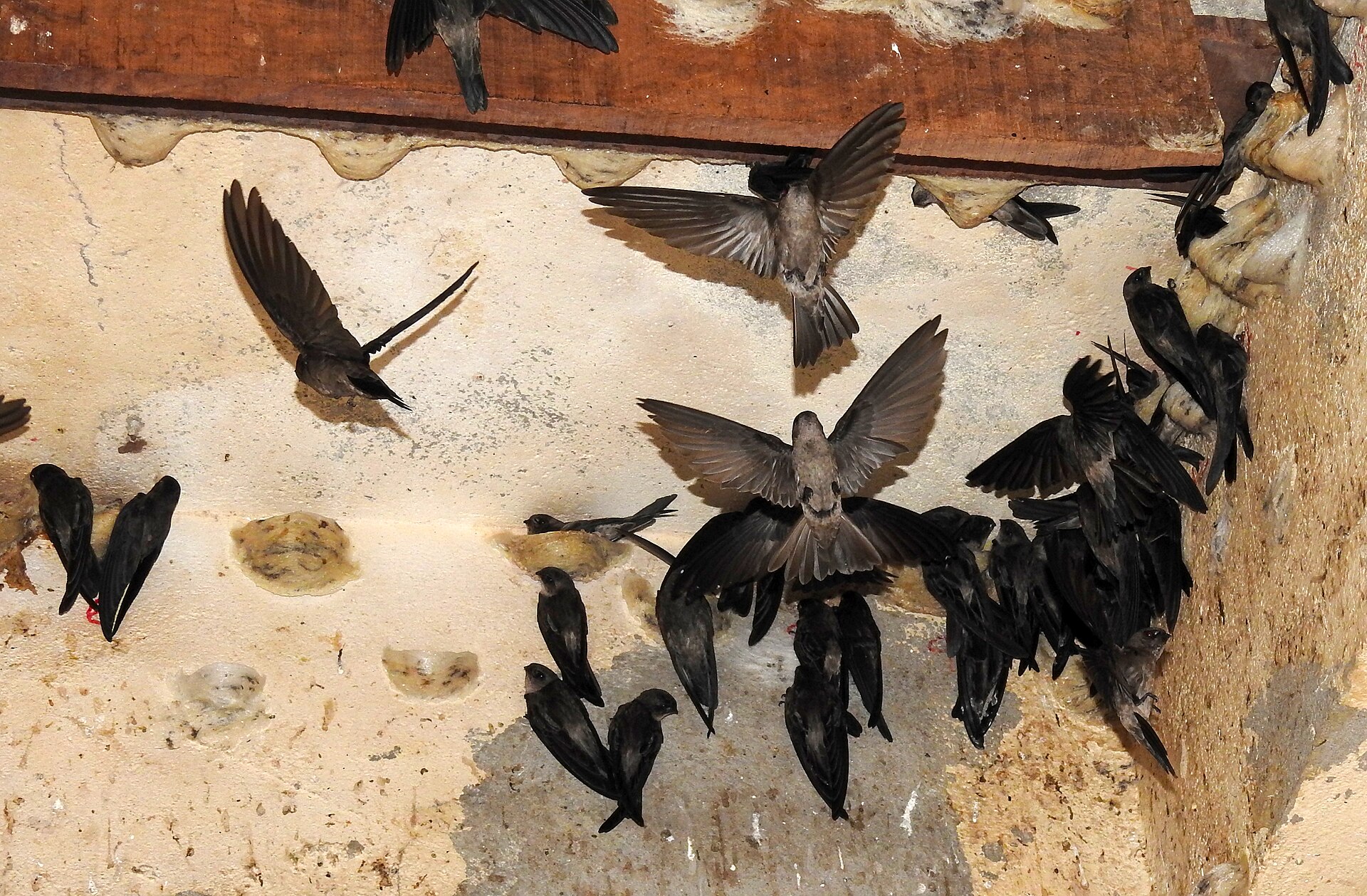 Edible-nest Swiftlet at a nest in the Andaman Islands, India