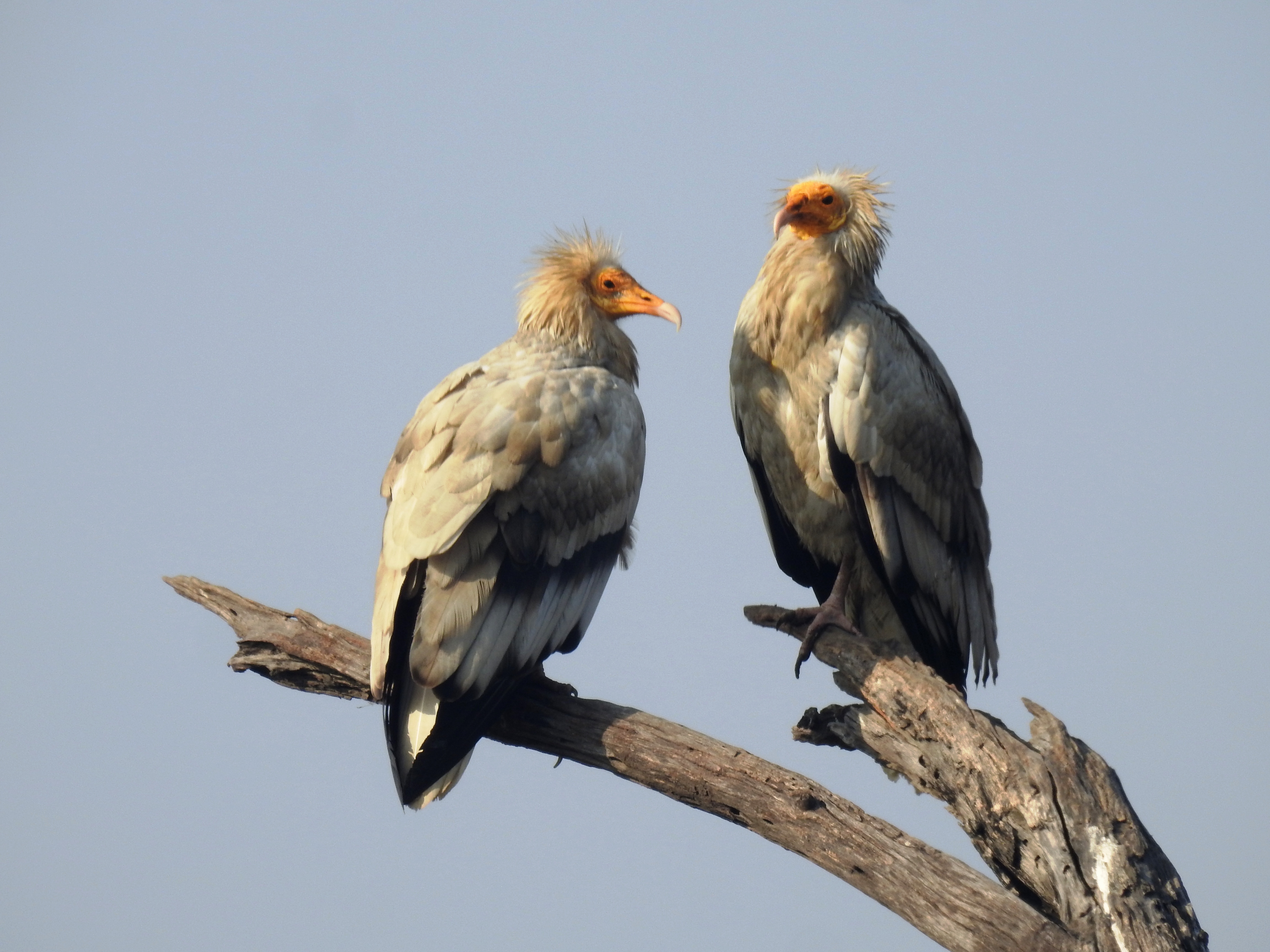 Adult Egyptian Vulture showing white plumage, black flight feathers and yellow bare face