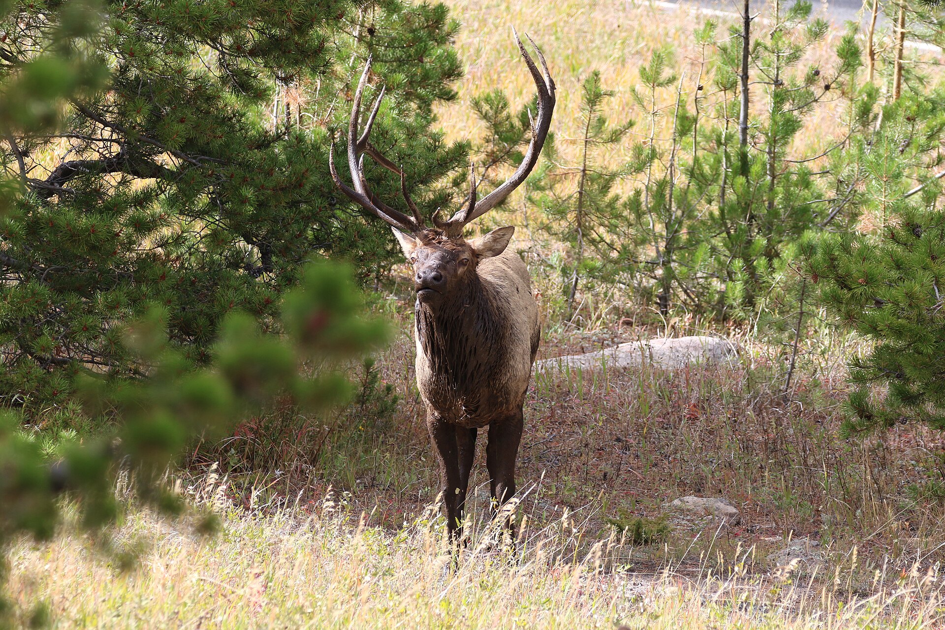 Male Elk or Wapiti in natural habitat