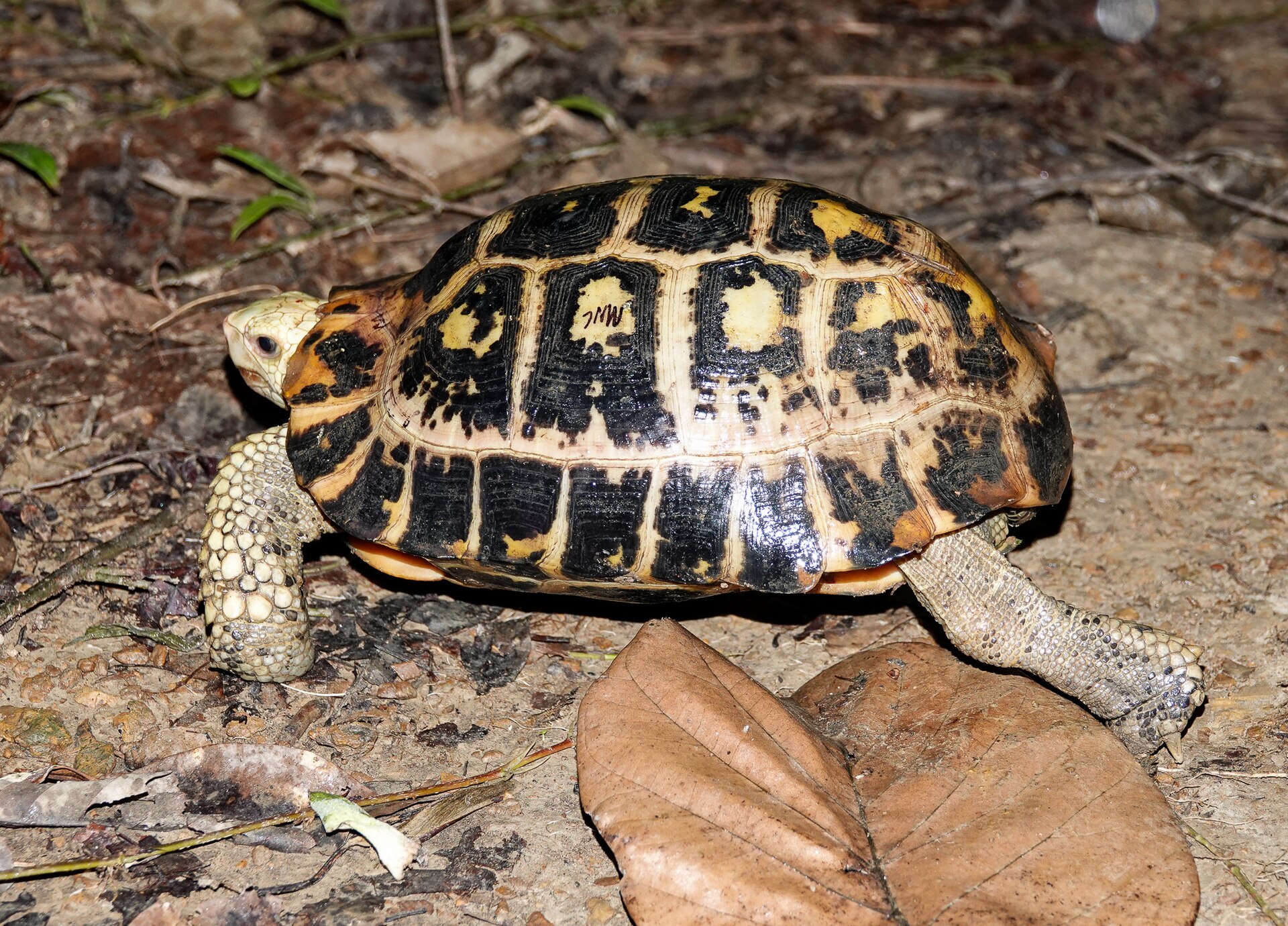 Elongated Tortoise, Indotestudo elongata