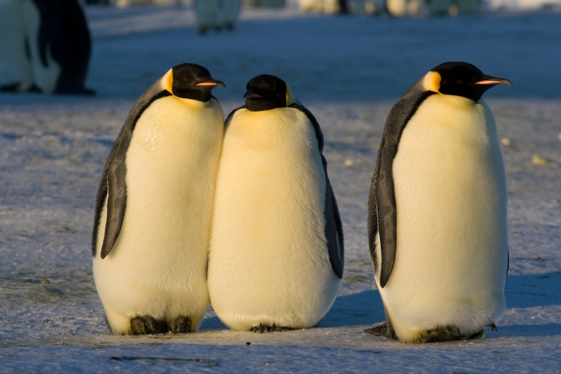 Emperor Penguins standing on Antarctic sea ice
