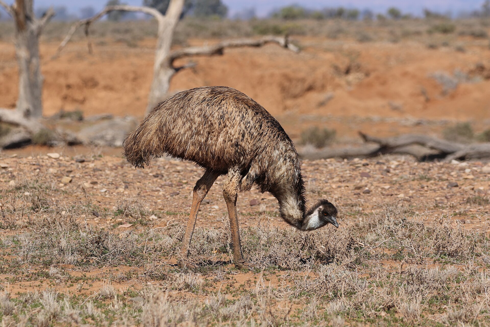 Emu, Dromaius novaehollandiae, in Australian open woodland