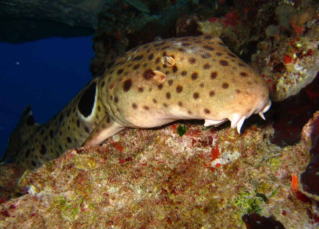 Epaulette Shark, Hemiscyllium ocellatum, showing the large dark eyespot behind the pectoral fin