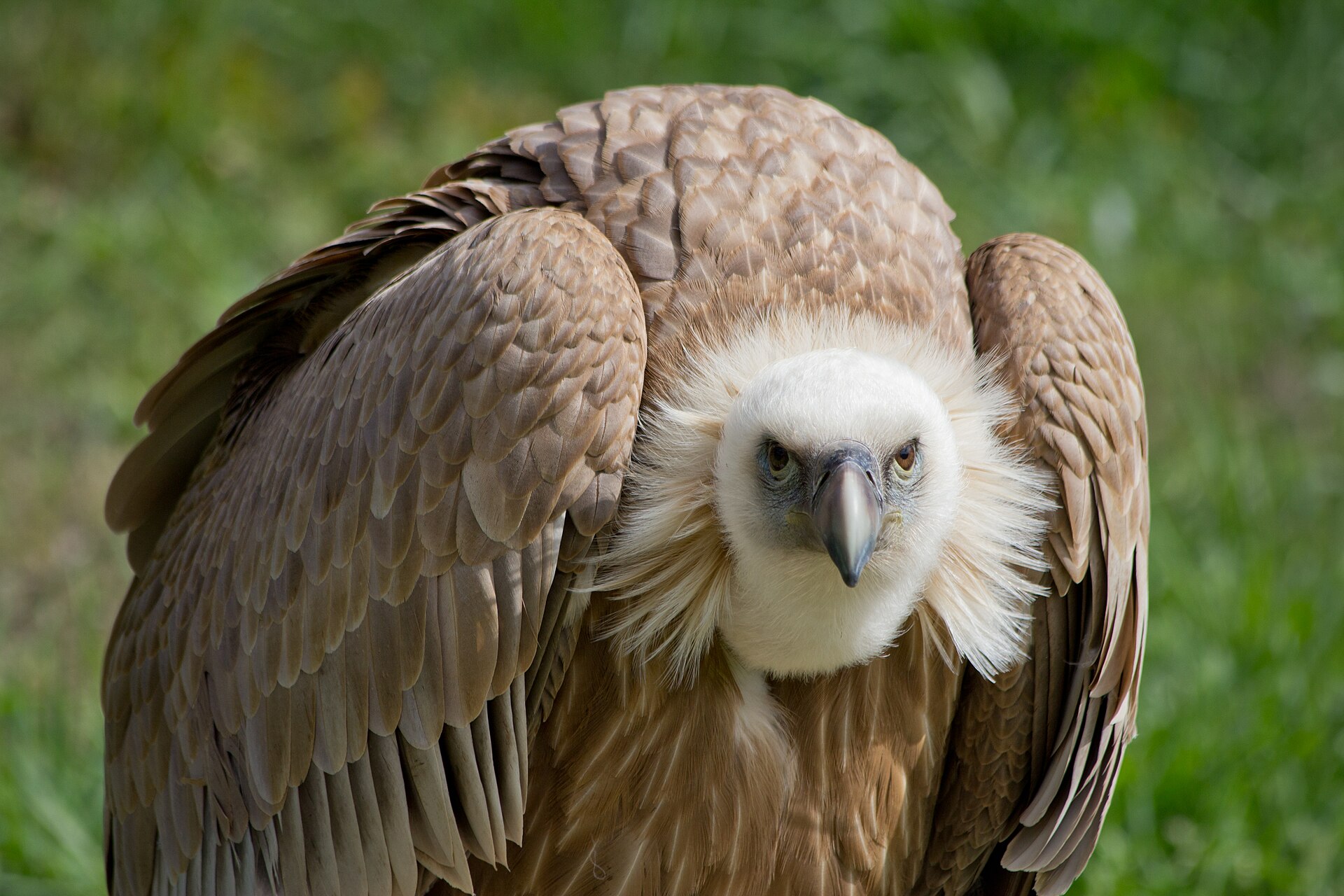 Eurasian Griffon Vulture showing broad wings and pale neck ruff