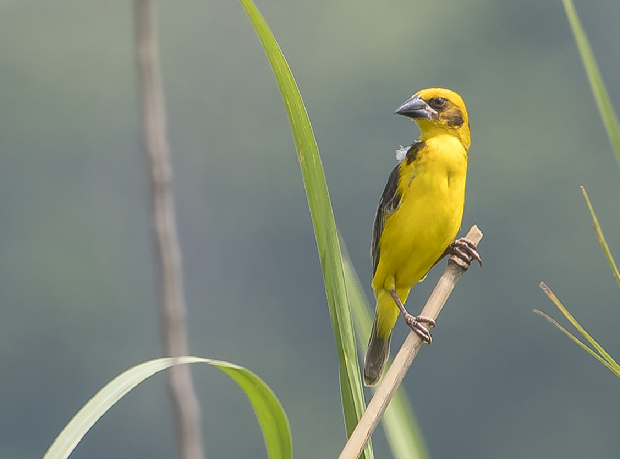 Finn's Weaver, Ploceus megarhynchus