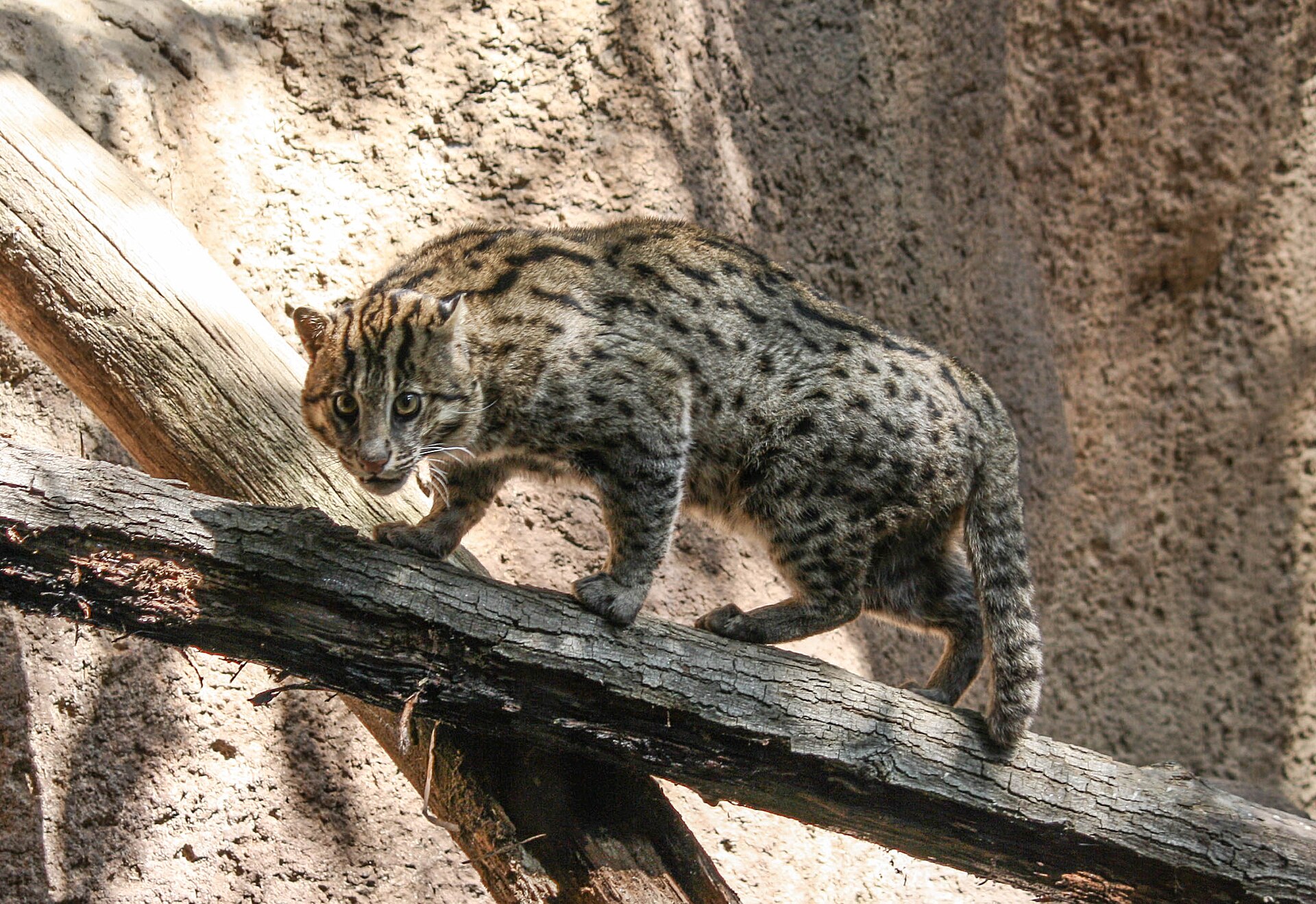 Fishing Cat, Prionailurus viverrinus