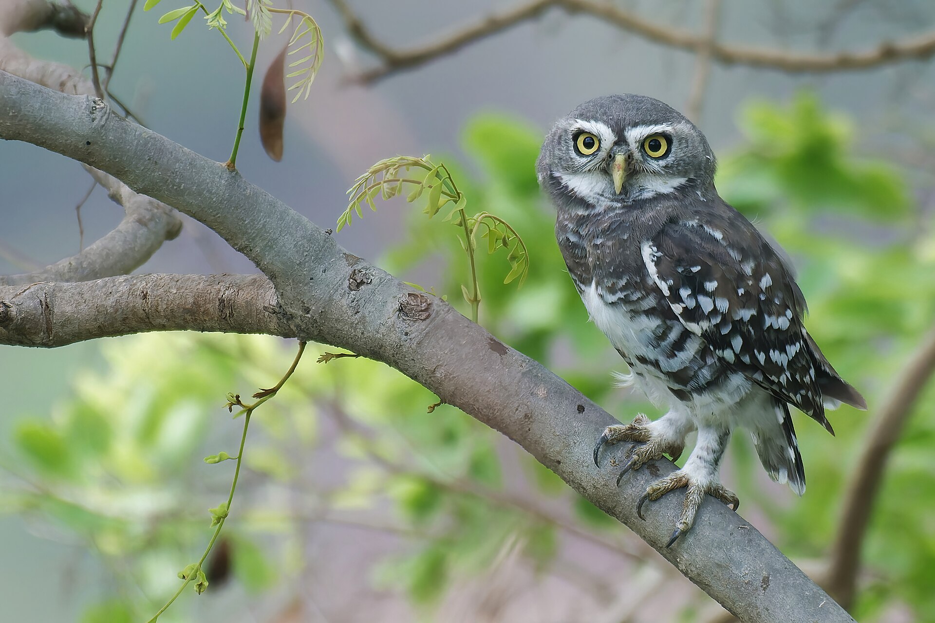 Forest Owlet perched in dry deciduous forest