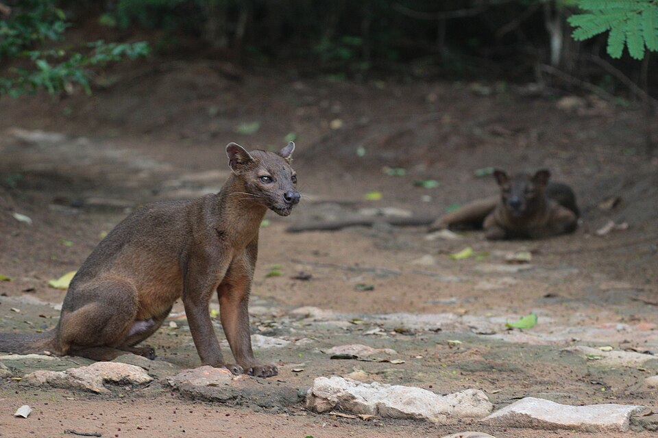 Fossa, Cryptoprocta ferox