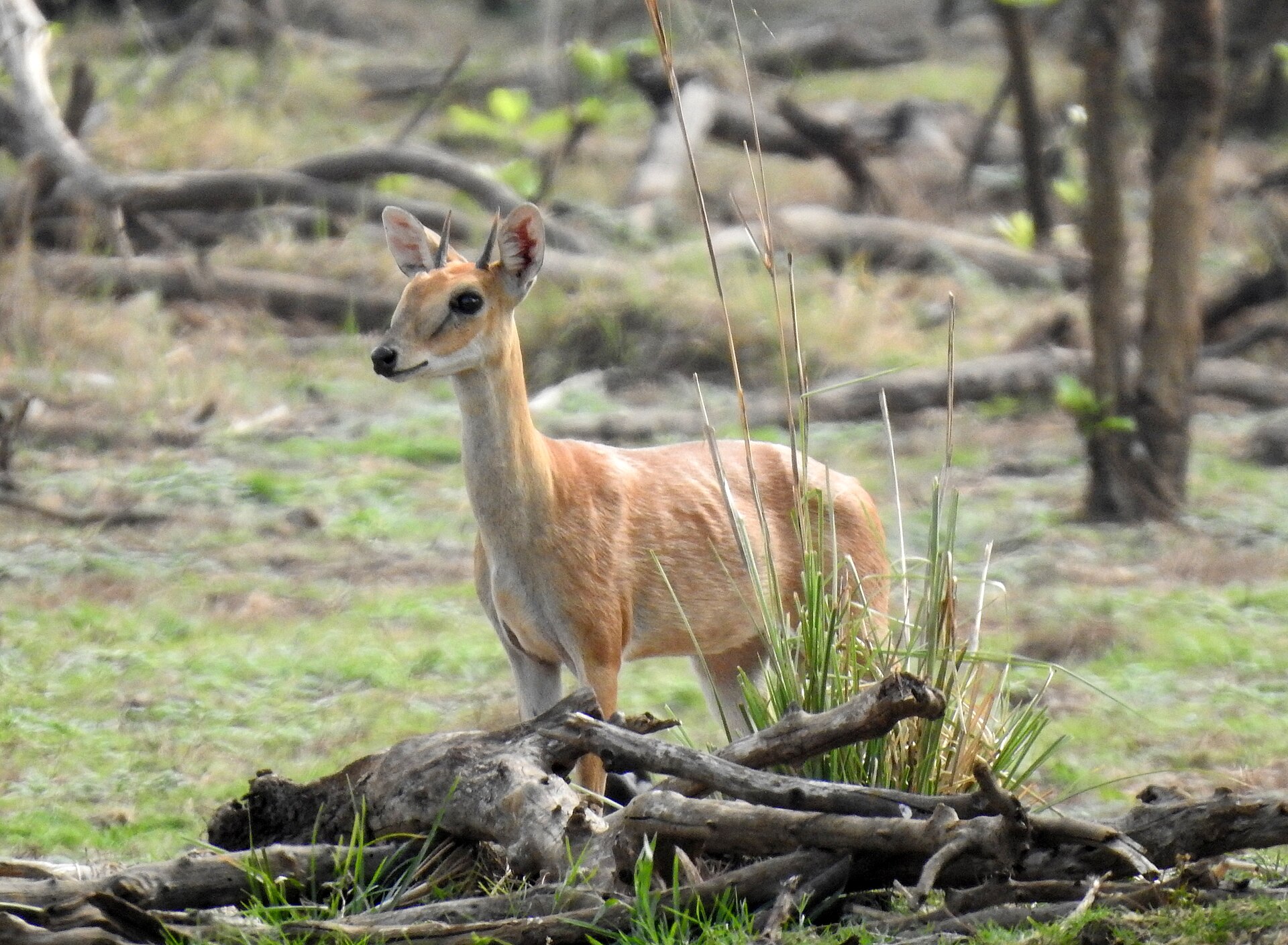 Four-horned Antelope in Tadoba, Maharashtra