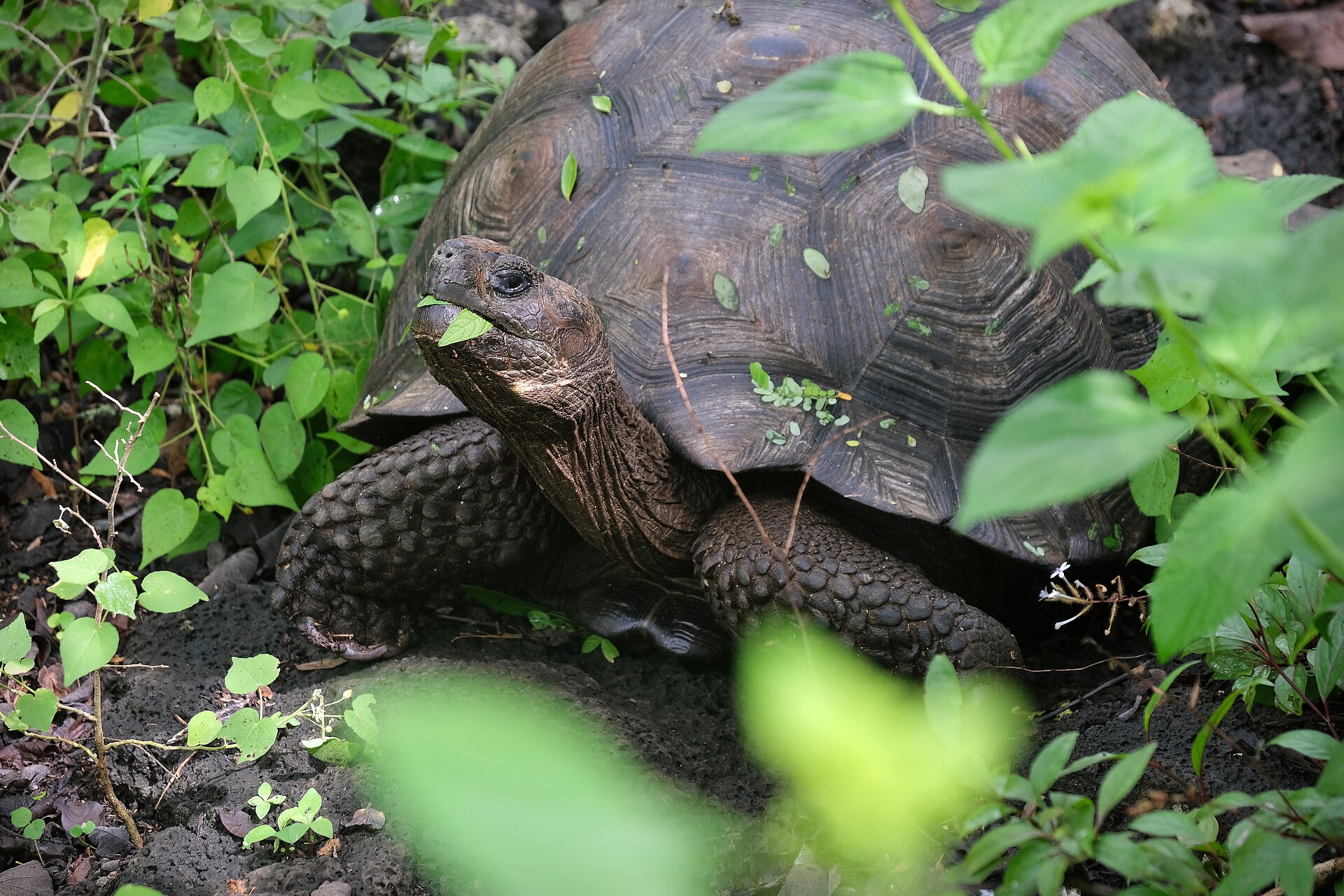 Eastern Santa Cruz Giant Tortoise, Chelonoidis donfaustoi, from the Galápagos Islands