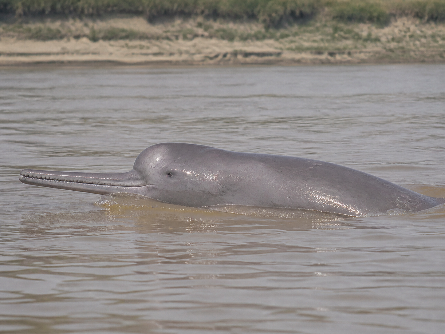 Ganges River Dolphin surfacing in a freshwater river