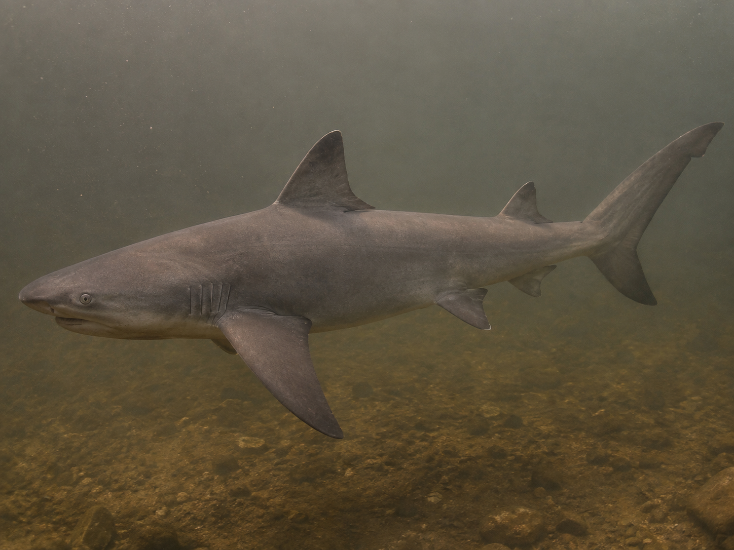 AI-generated reconstruction of Ganges Shark, Glyphis gangeticus