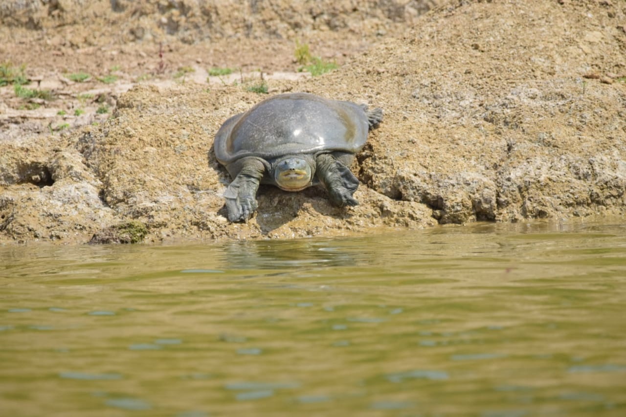 Gangetic Softshell Turtle in river habitat
