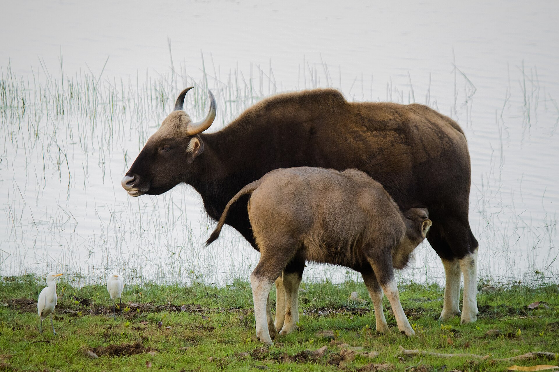 Gaur or Indian Bison in forest habitat