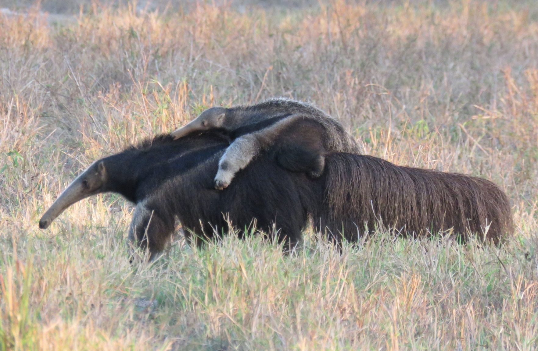 Giant Anteater, Myrmecophaga tridactyla