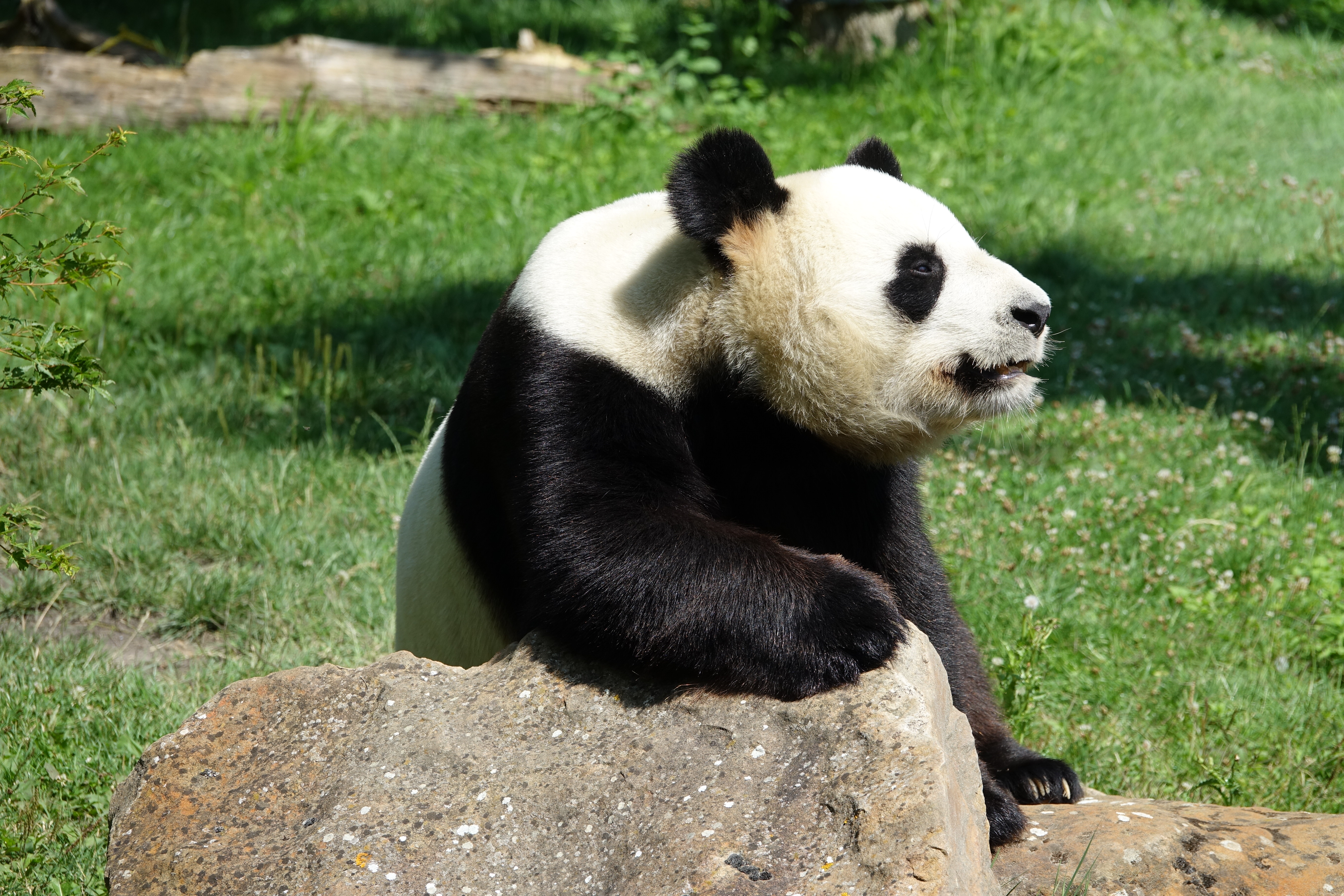 Giant Panda in forest habitat
