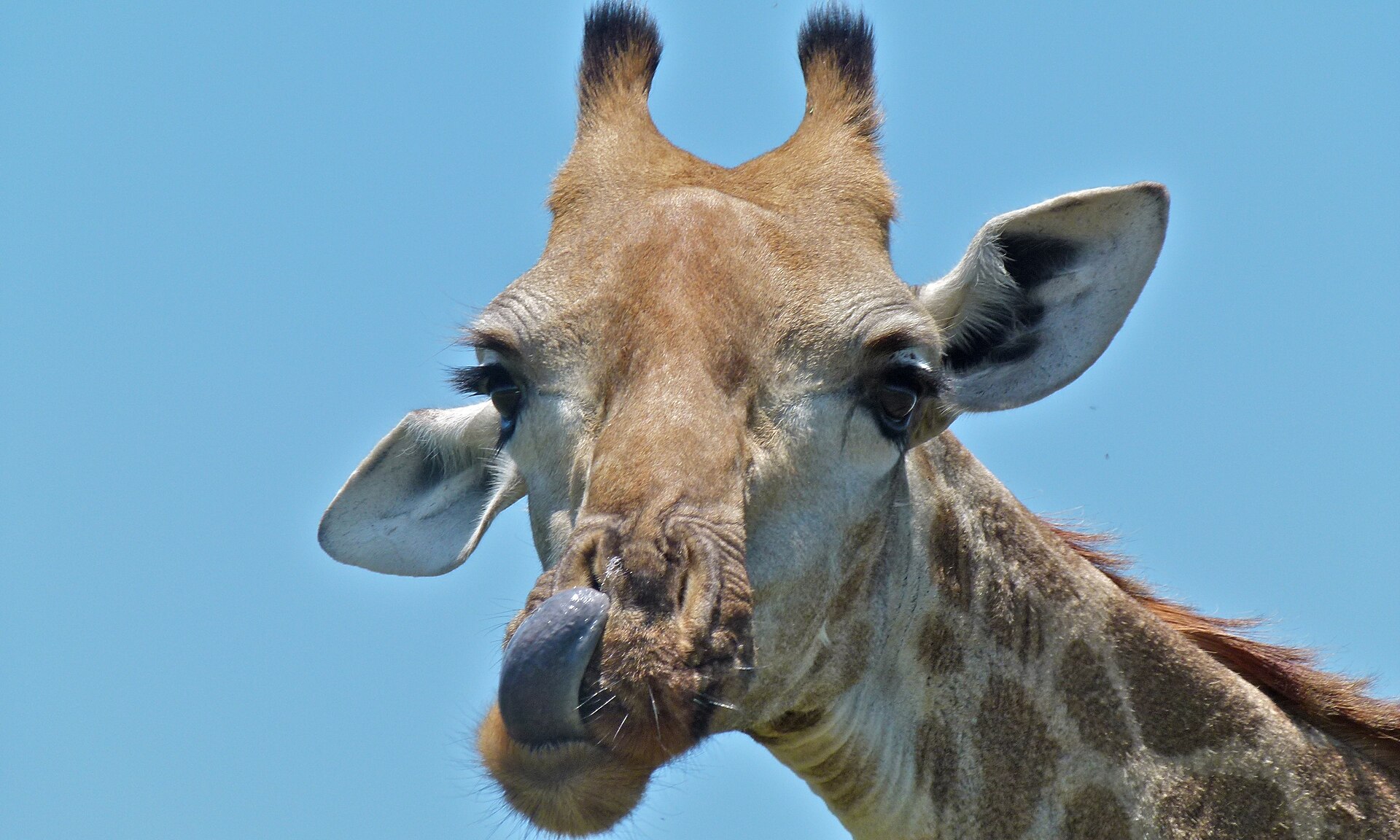 Southern Giraffe in African savanna habitat
