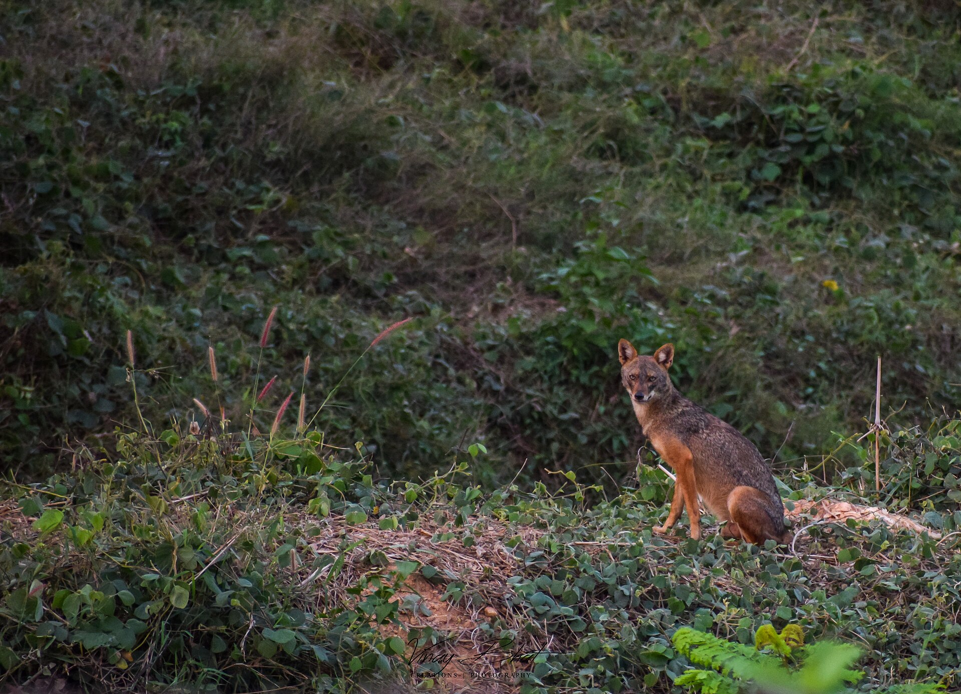 Golden Jackal, Canis aureus, in India