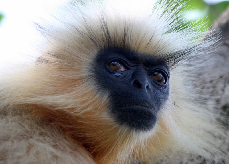 Golden Langur in forest canopy