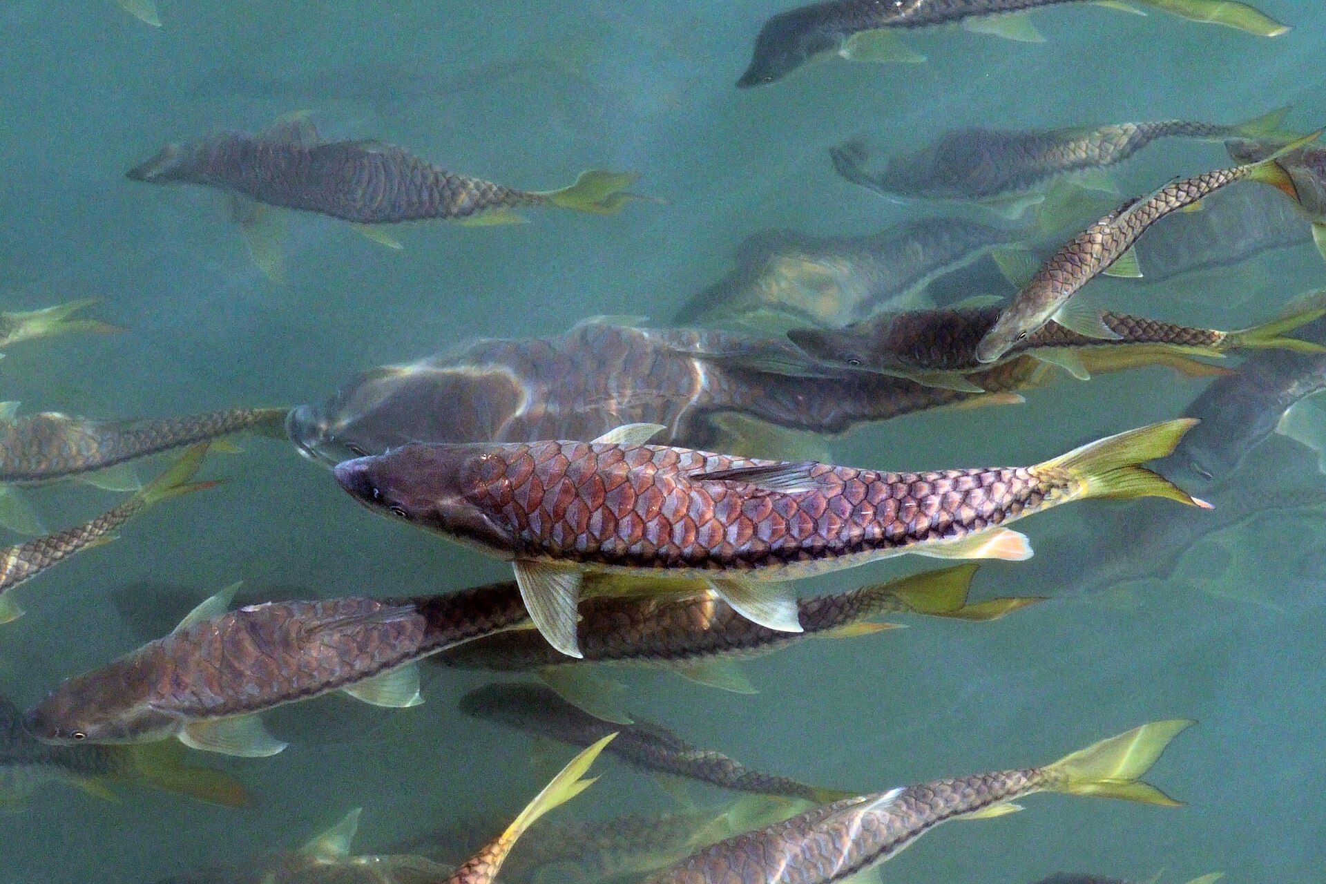 Golden Mahseer, Tor putitora