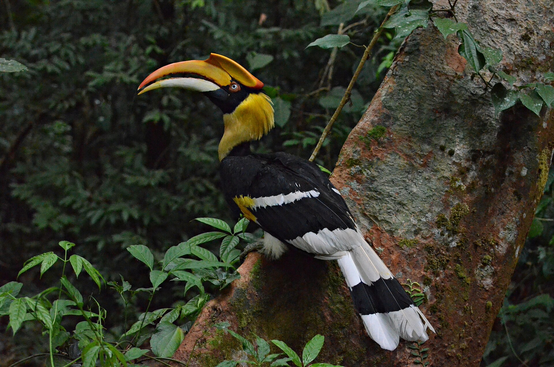 Great Hornbill, Buceros bicornis