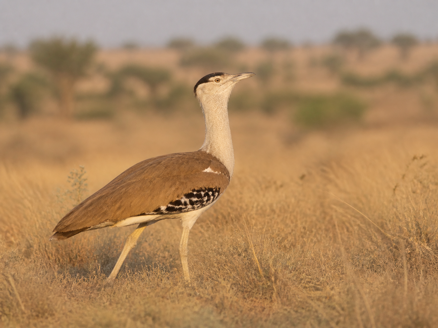 Great Indian Bustard standing in dry Rajasthan grassland