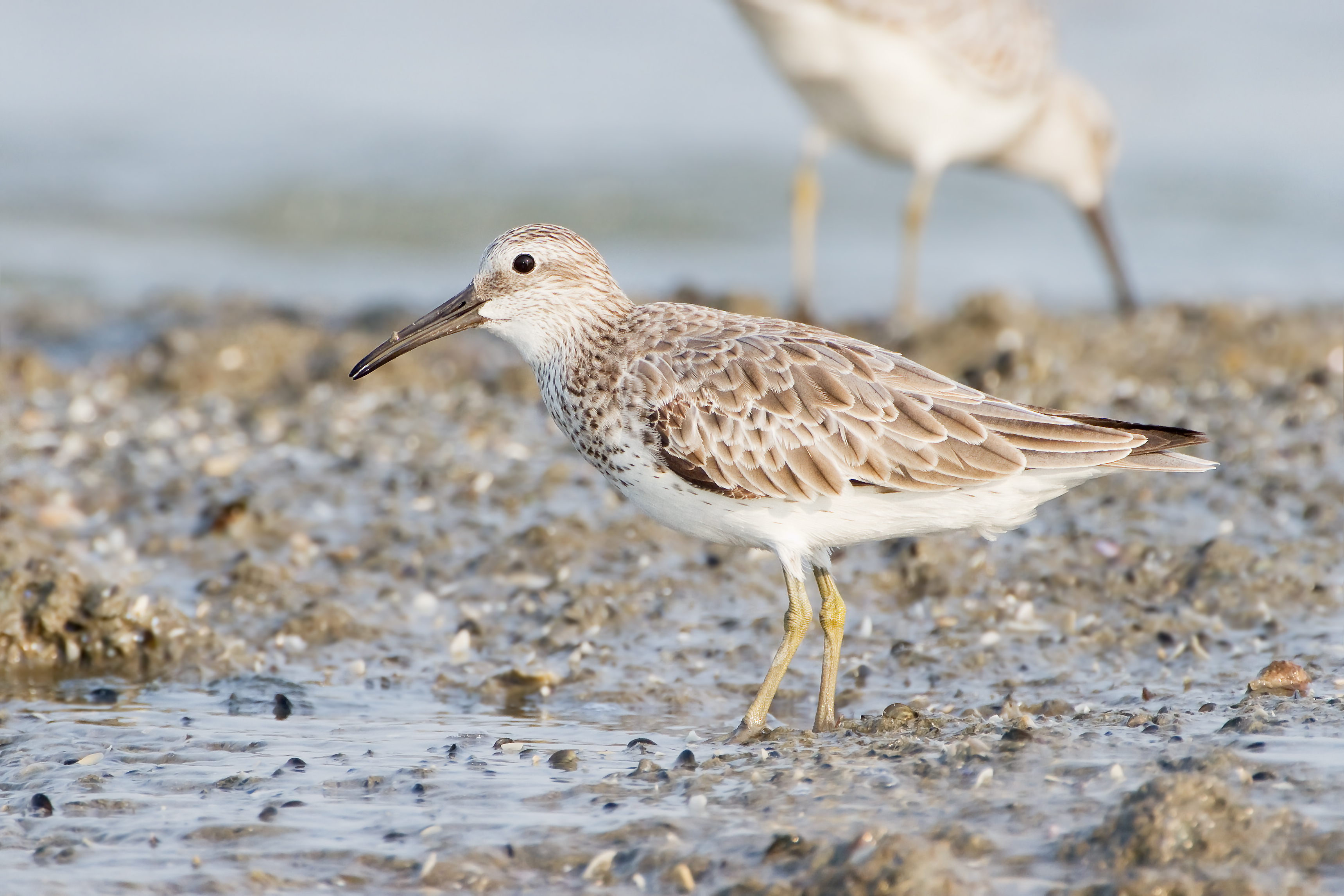 Great Knot, Calidris tenuirostris