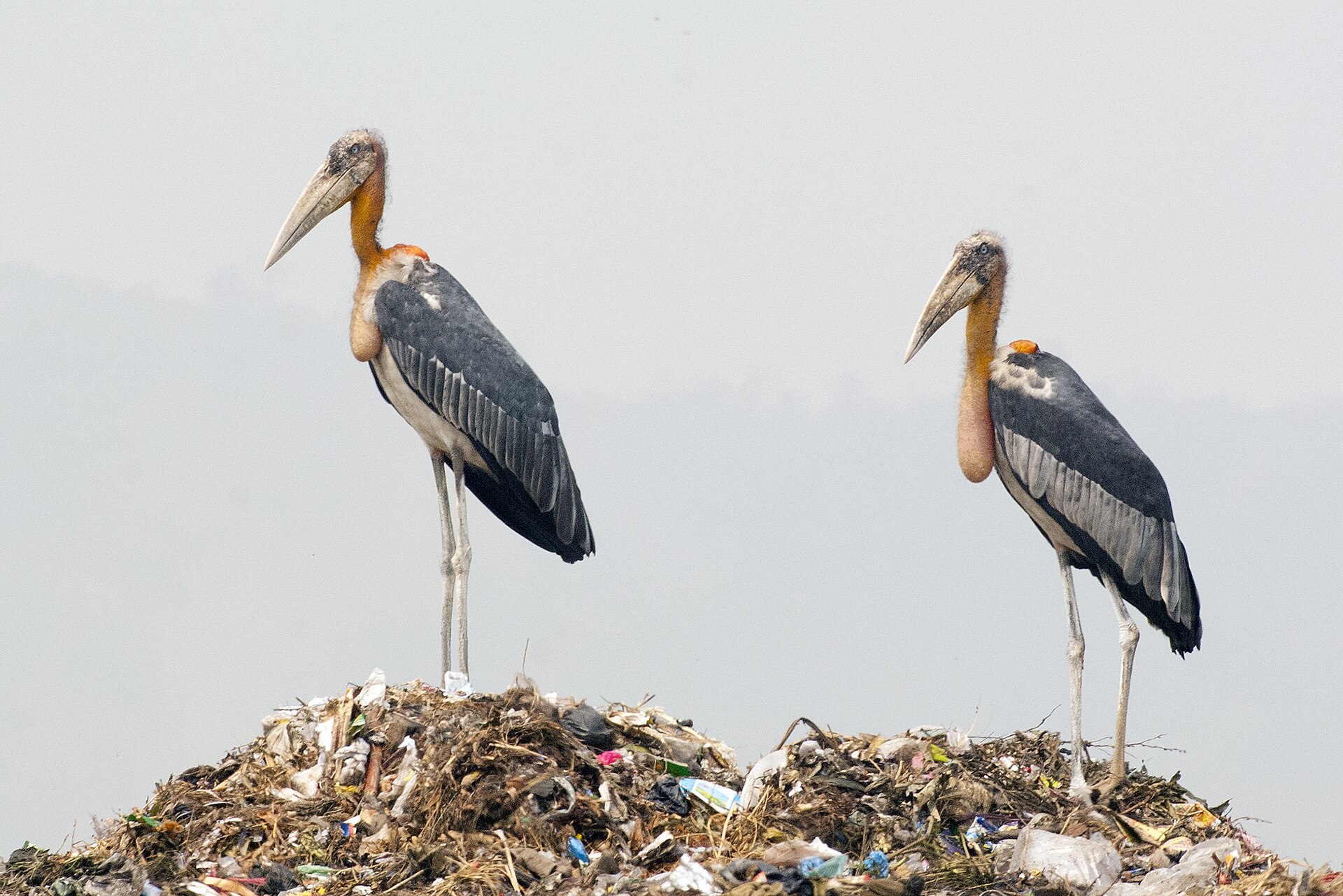 Greater Adjutant, Leptoptilos dubius, in Assam