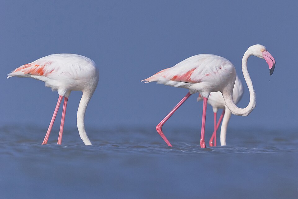 Greater Flamingo, Phoenicopterus roseus
