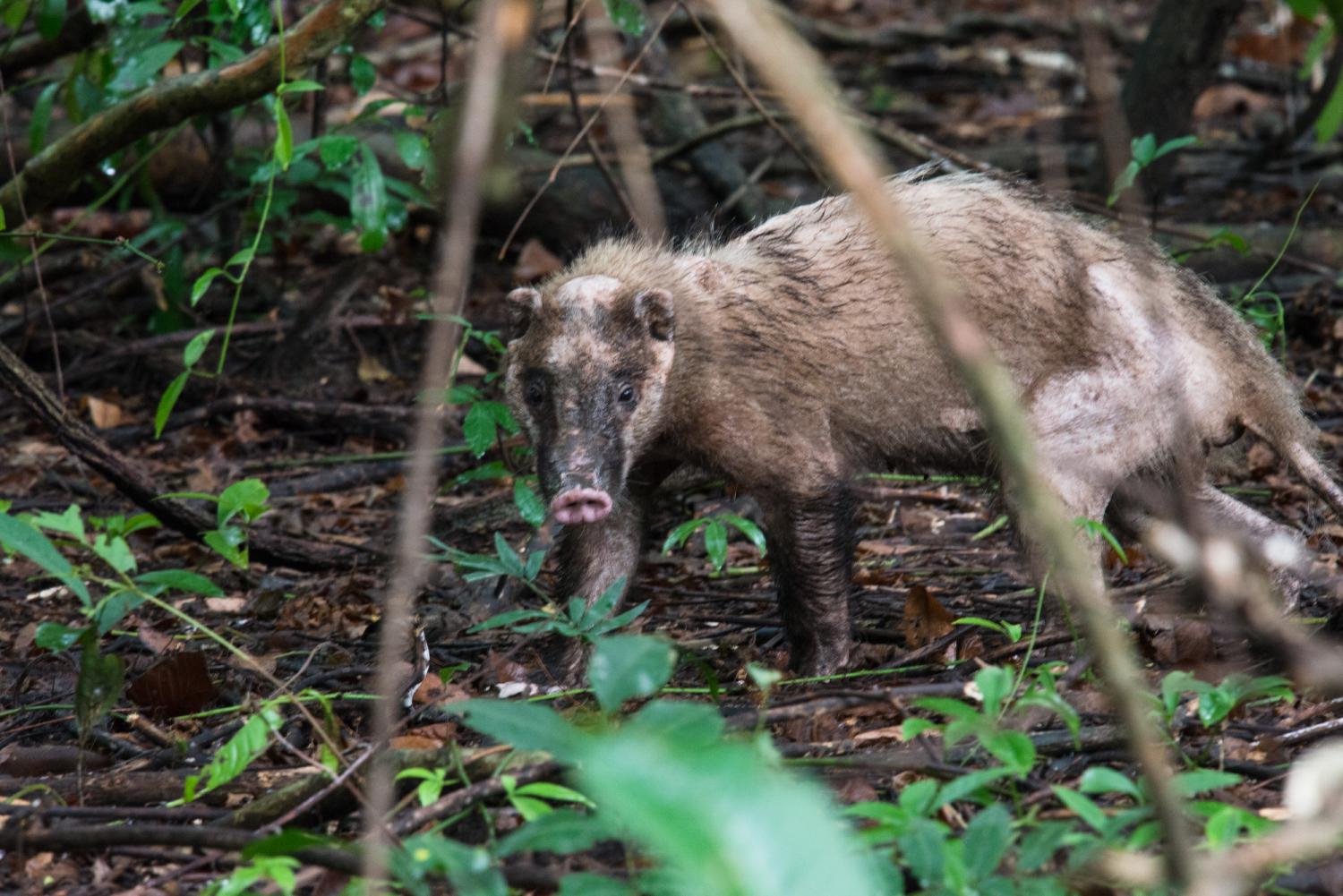 Greater Hog Badger, Arctonyx collaris