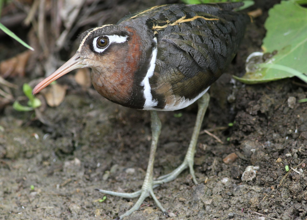 Female Greater Painted-snipe, Rostratula benghalensis