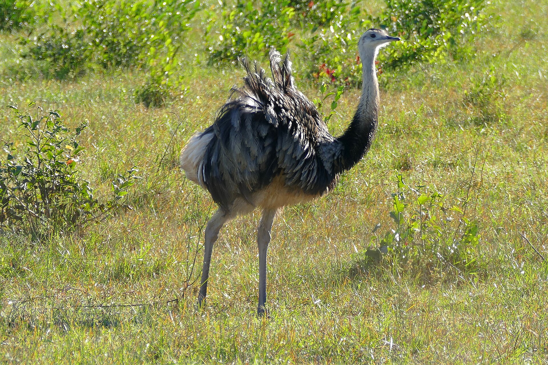 Greater Rhea, Rhea americana, standing in open South American grassland