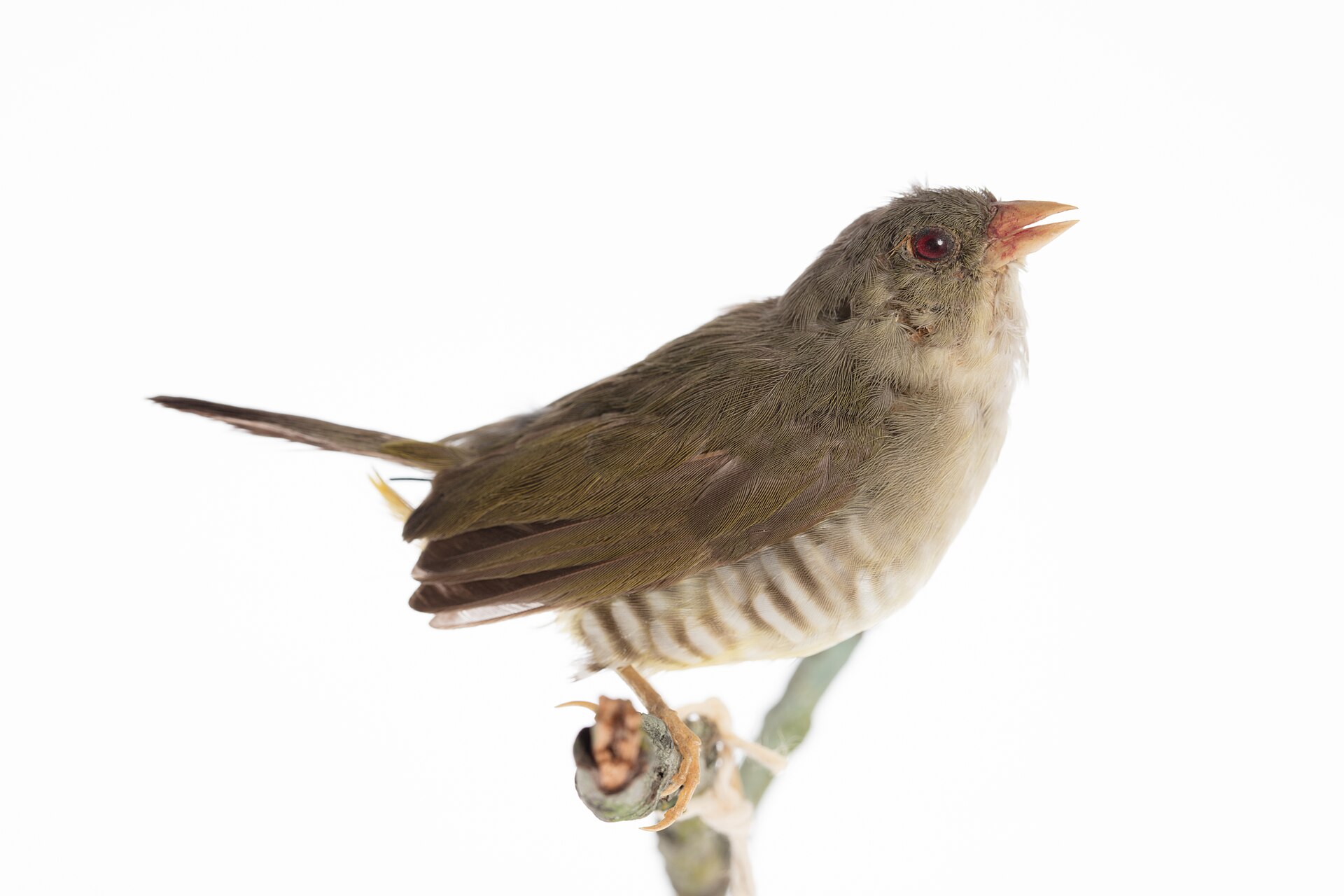 Green Avadavat, Amandava formosa