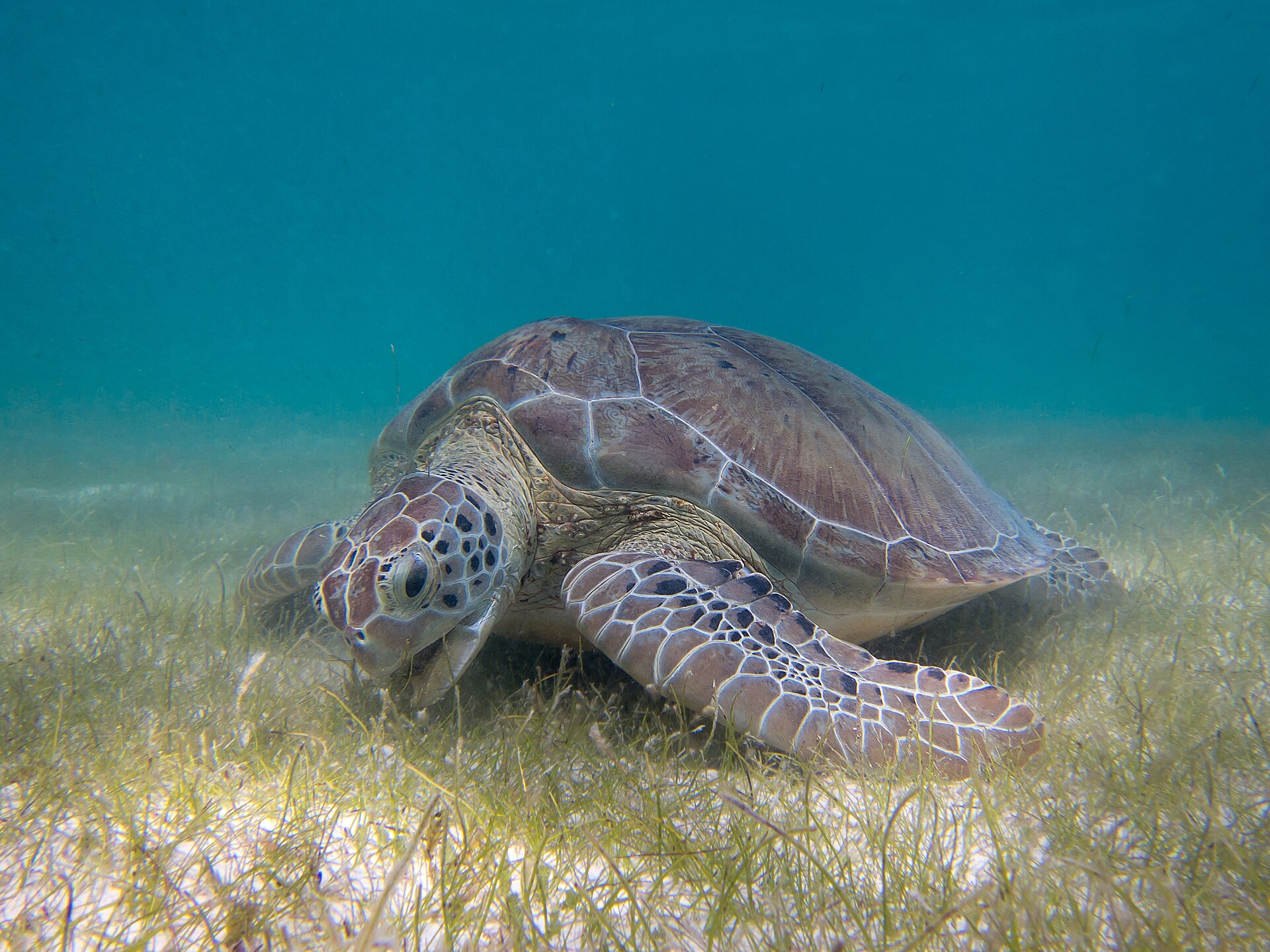 Green Sea Turtle grazing on seagrass