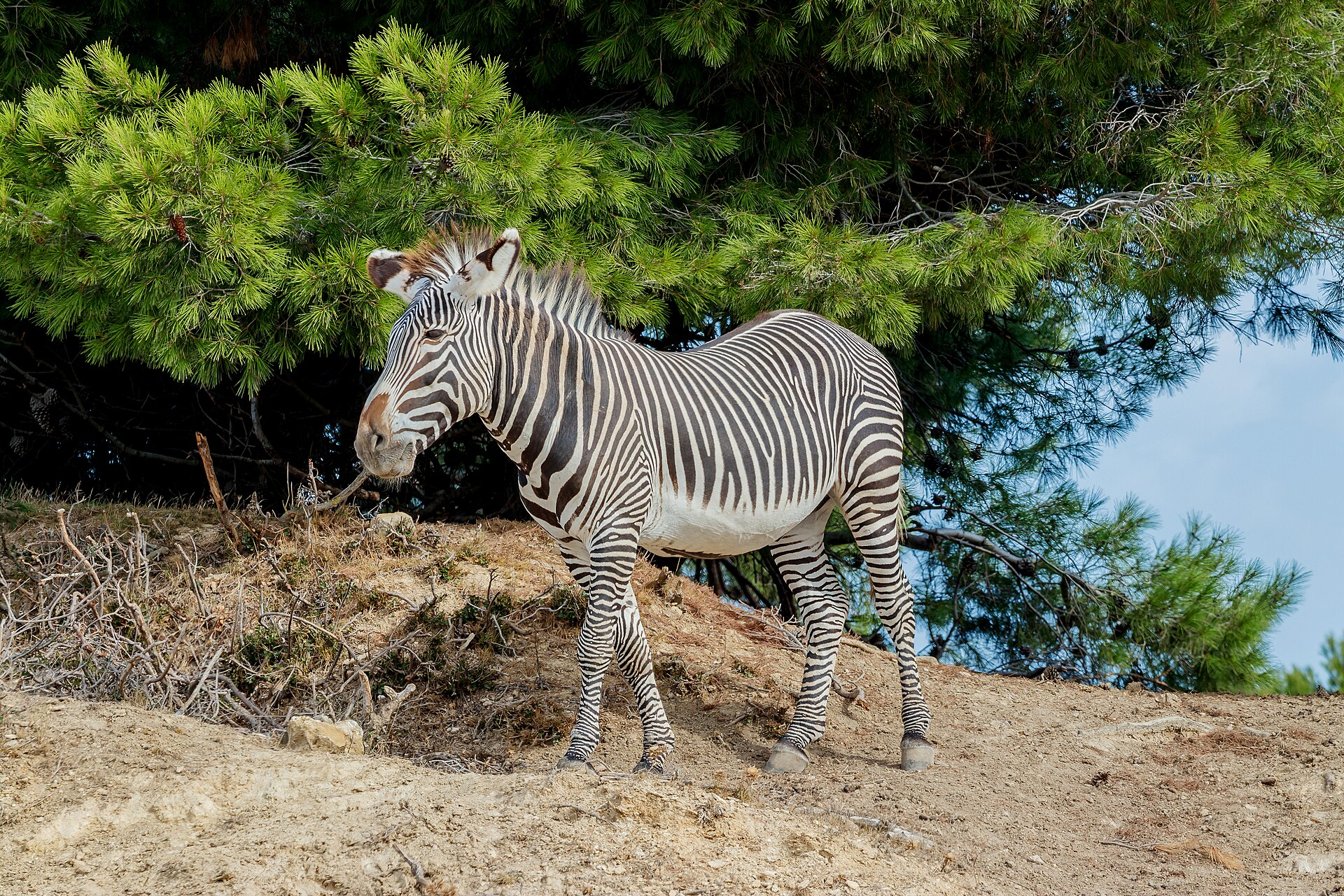 Grévy's Zebra showing narrow stripes, large ears and white belly